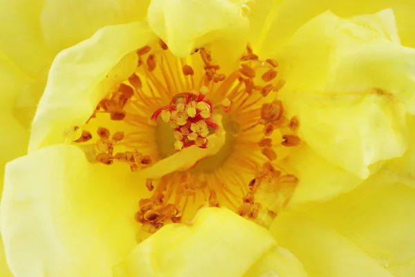 Sarı gül — Stok fotoğraf