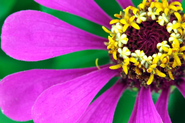 Zinya çiçeği — Stok fotoğraf