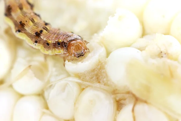 Stock image Corn Earworm