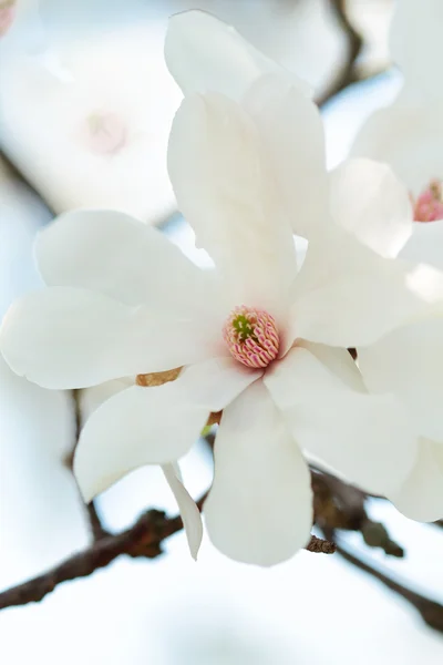 Magnolia άνθος — Φωτογραφία Αρχείου