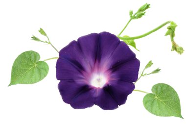 Isolated Morning Glory clipart