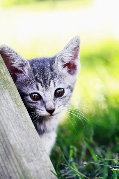 stock image Young Kitten