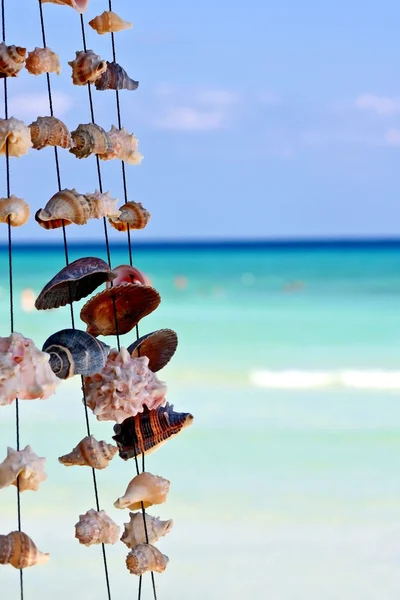 Seashells on ocean background — Stock Photo, Image