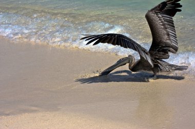 Pelican on beach clipart