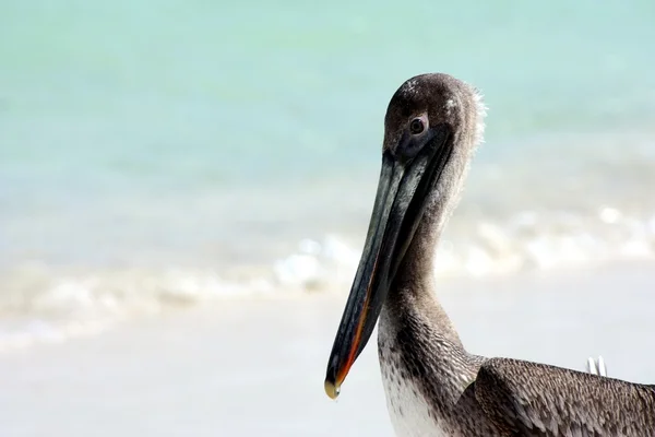 Pelicano na praia — Fotografia de Stock