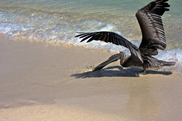 Pelikan sahilde — Stok fotoğraf