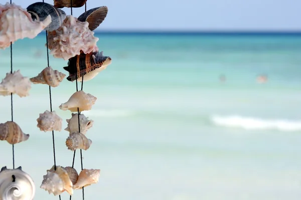 Seashells on ocean background — Stock Photo, Image