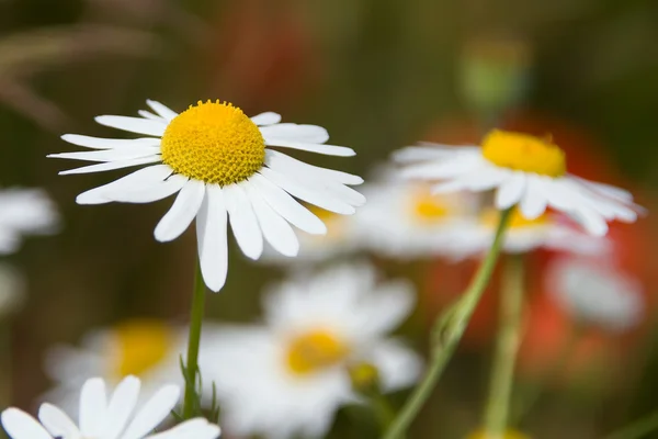 stock image White and yellow