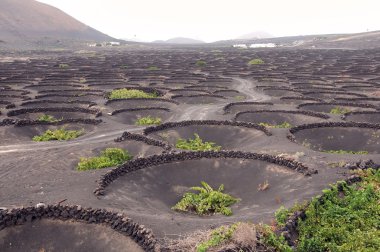 Lanzarote üzüm bağları