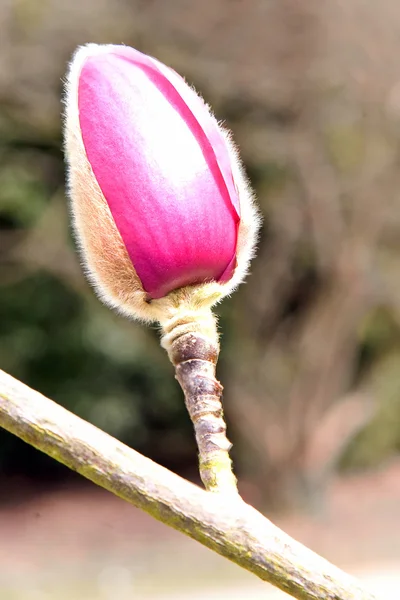 Magnolia ungu — Stok Foto