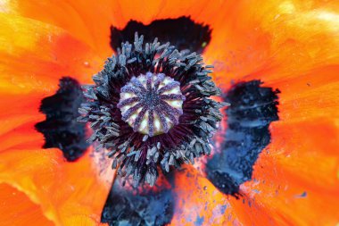 oriental poppy makro