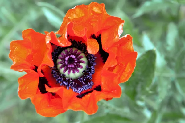 Amapola oriental en flor — Foto de Stock