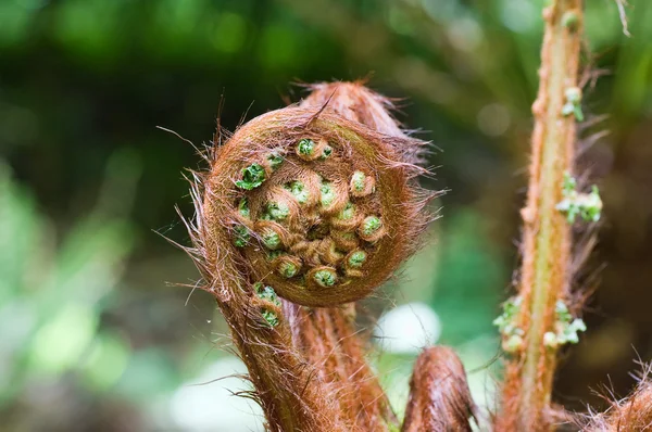 stock image Fern