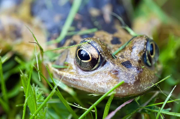 stock image Golden eye