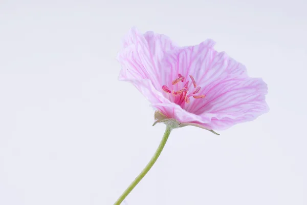 Flor rosa — Foto de Stock