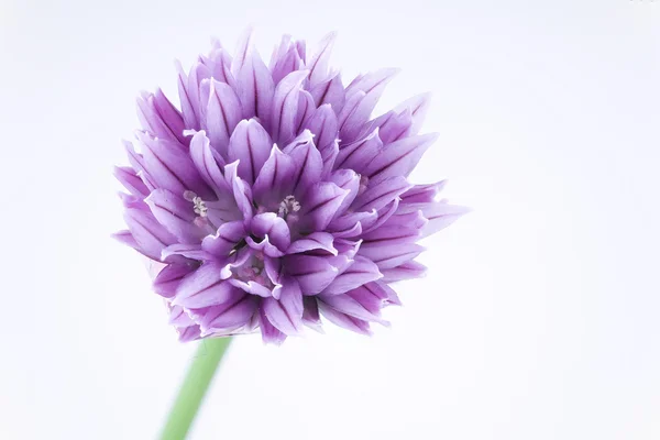 stock image Beautiful in violet