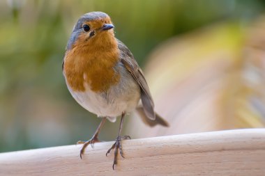 Avrupa robin