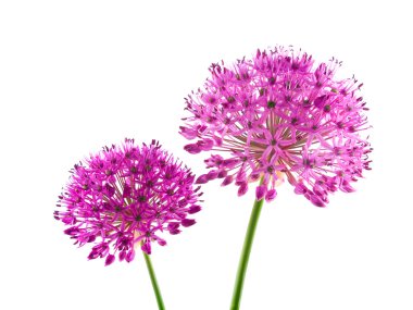 Allium Purple Sensation Flower clipart