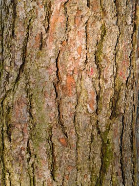 Evergreen Tree Bark Background clipart