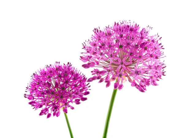 Цветок лука фиолетового — стоковое фото