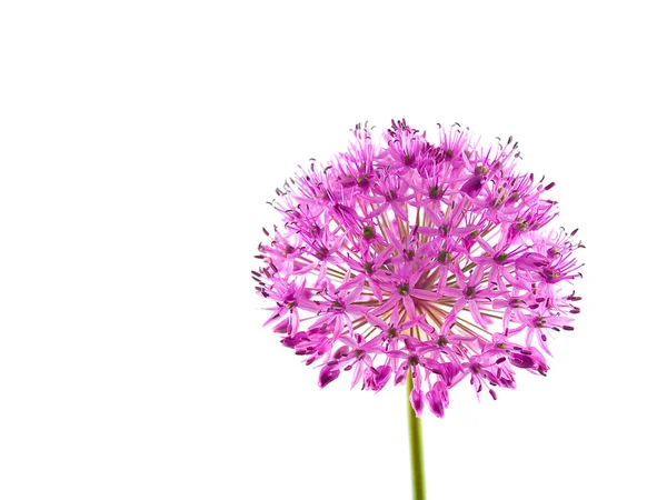Czosnek uczucie fioletowy kwiat — Zdjęcie stockowe