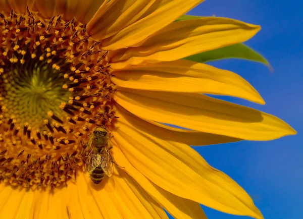 Asas de abelha Brilho em um girassol — Fotografia de Stock
