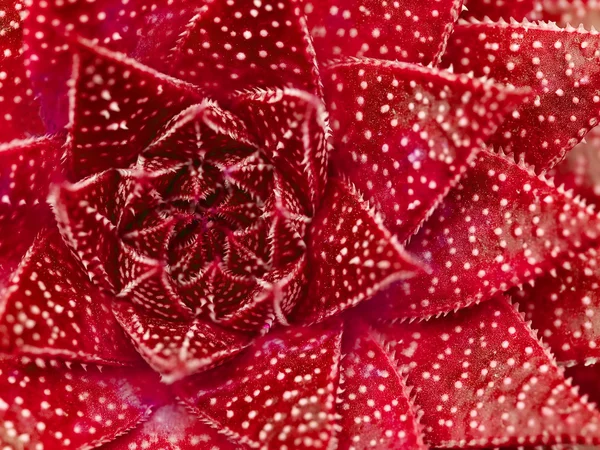 Sappige cactus macro texturen eng — Stockfoto