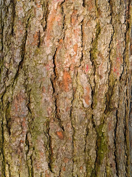 Yaprak dökmeyen ağaç kabuğu arka plan — Stok fotoğraf