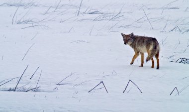 Coyote of the West Plains in Winter clipart