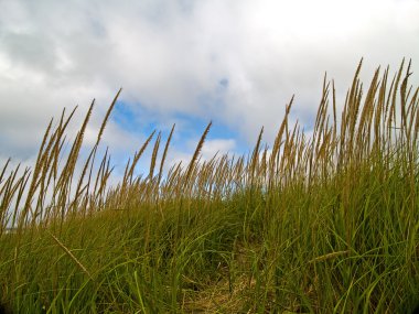 Green and Yellow Beach Grass on a Cloudy Day clipart