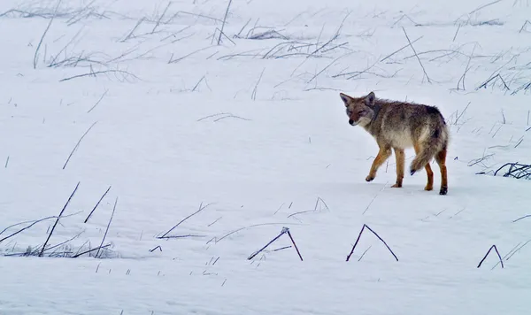 Coyote des plaines de l'Ouest en hiver — Photo