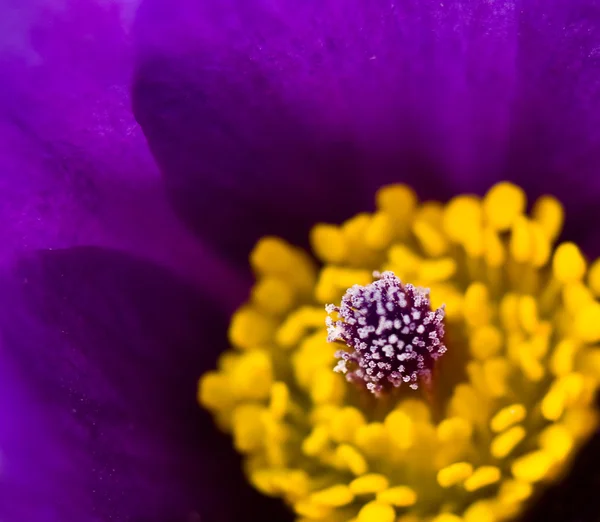 Μοβ και κίτρινο macro ενός poppyish λουλουδιού — Φωτογραφία Αρχείου