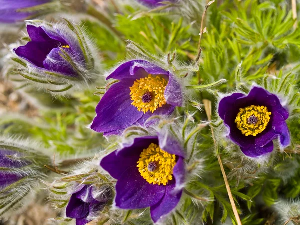 stock image Purple and Yellow Macro of a Poppyish Flower