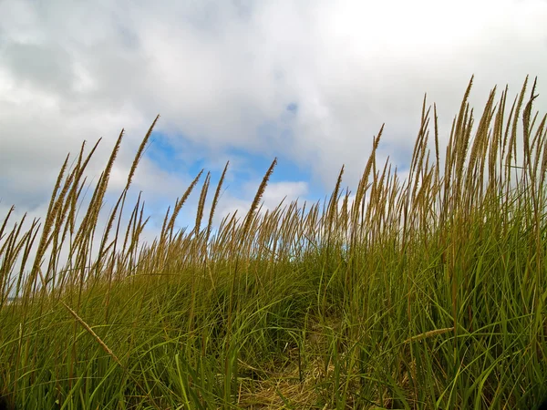 Zielony i żółty trawy plaży w pochmurny dzień — Zdjęcie stockowe