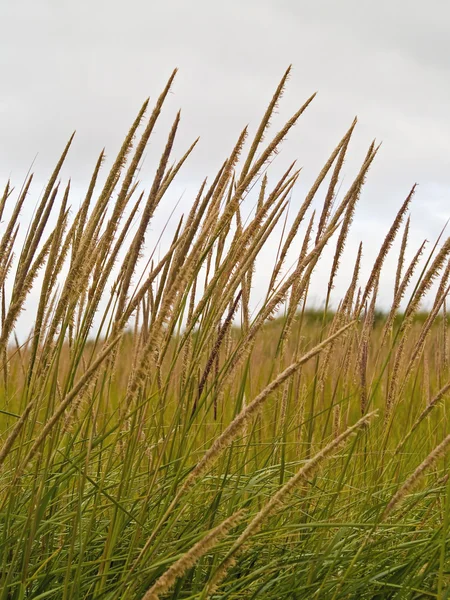 Green and Yellow Beach Grass on a Cloudy Day — Stock Photo, Image