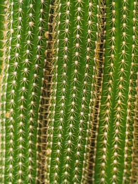 Cactus Macro Textures Ouch clipart