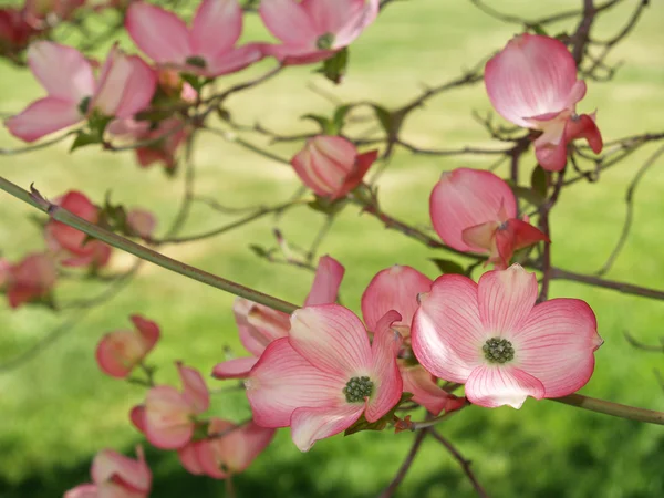 Flores cor de rosa adornam uma árvore Dogwood — Fotografia de Stock