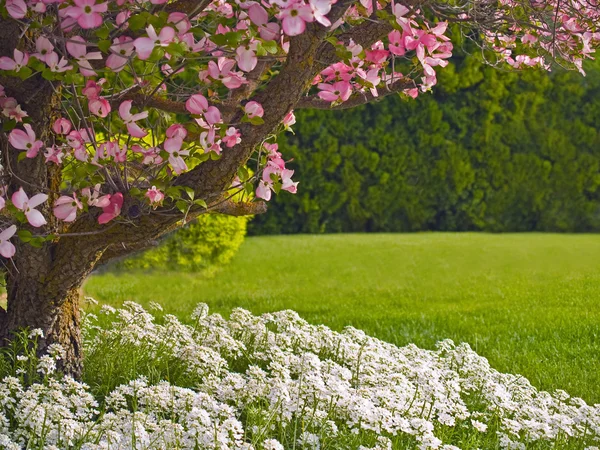 Pembe çiçek kızılcık ağacı süslüyor — Stok fotoğraf