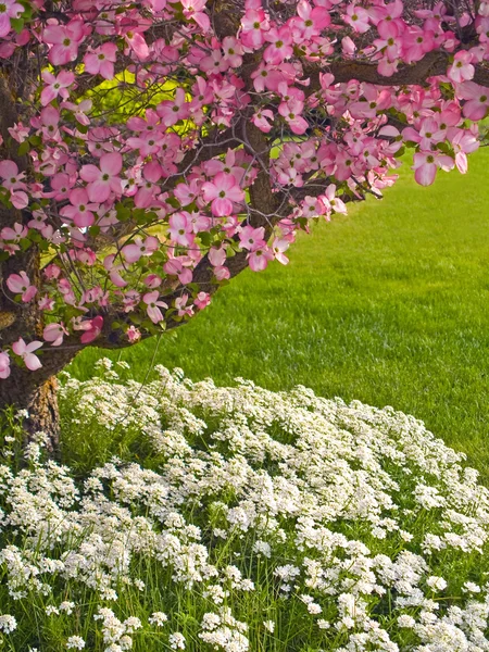 Pink blooms adorn a Dogwood tree — Stock Photo, Image
