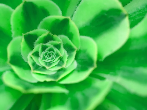 Soczyste kaktus makro tekstury Ojej — Zdjęcie stockowe