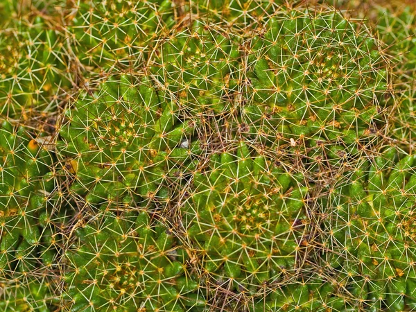 Kaktusz makró textúrák jaj — Stock Fotó