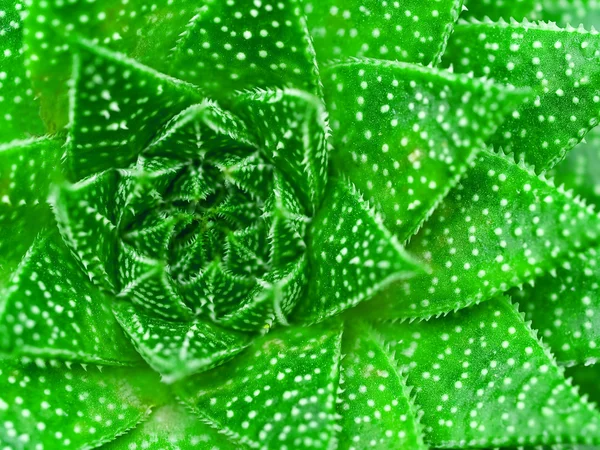 Cactus suculentos Macro texturas miedo —  Fotos de Stock