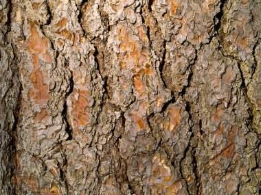 Evergreen Tree Bark Background clipart