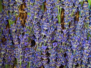 Lavender Bunches Background clipart