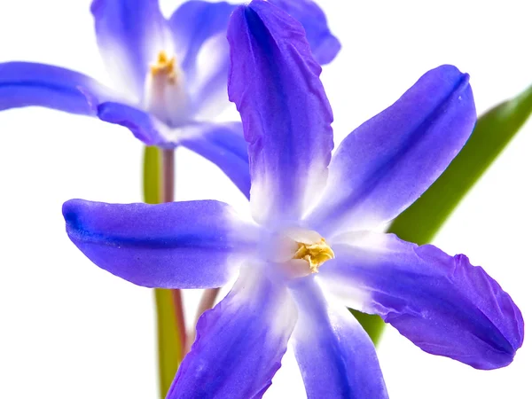 Pequeña flor púrpura y amarilla Macros Mostrando D —  Fotos de Stock