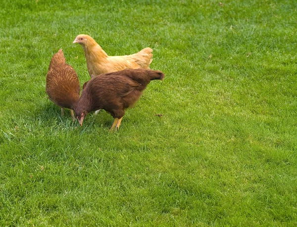 Kuřata ve volném výběhu — Stock fotografie