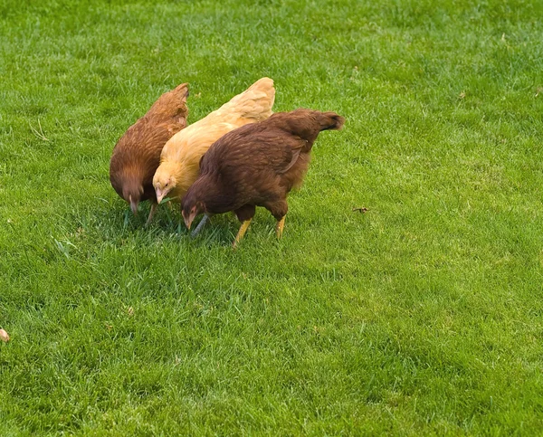 Poulets d'élevage gratuit — Photo