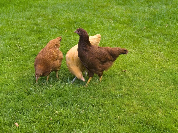 Freilandhühner — Stockfoto