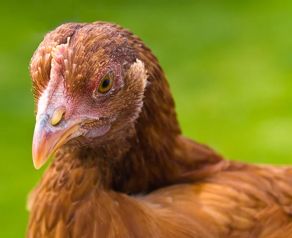 Hühnerporträts — Stockfoto