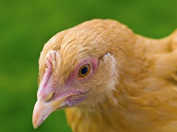 Portraits de poulet — Photo